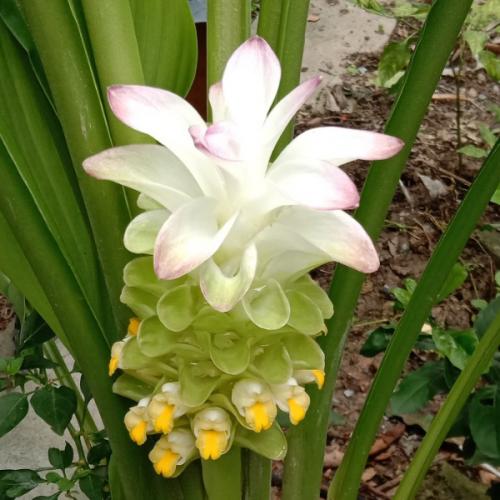 สมาชิกหมายเลข 4606084