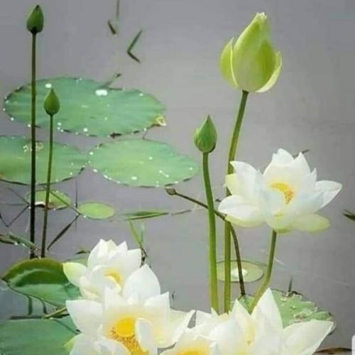 สมาชิกหมายเลข 6649300