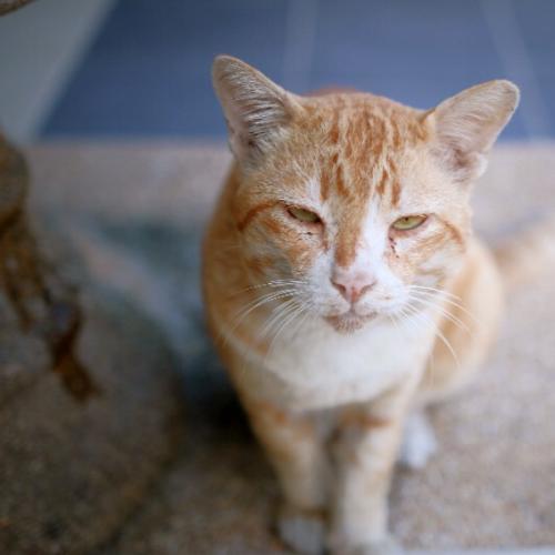 จอห์นชาวร็อค