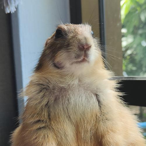 สมาชิกหมายเลข 6466055