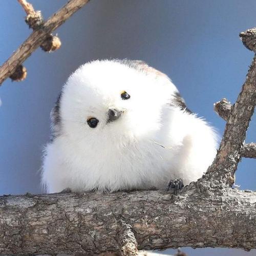 สมาชิกหมายเลข 6649886