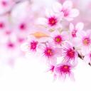 สมาชิกหมายเลข 2949977