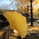 Yellow Ginkgo