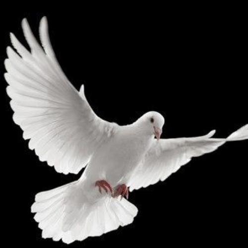 สมาชิกหมายเลข 5398530