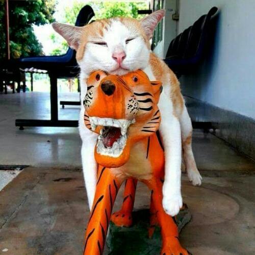 สมาชิกหมายเลข 4691025