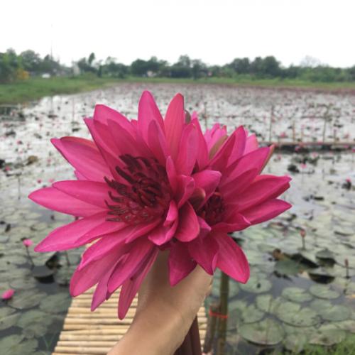 สมาชิกหมายเลข 2520511