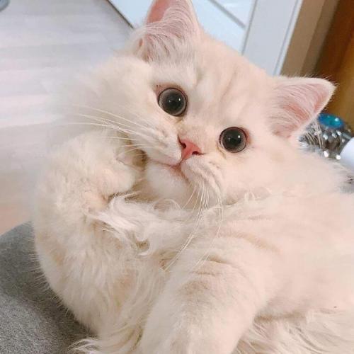 สมาชิกหมายเลข 6035862