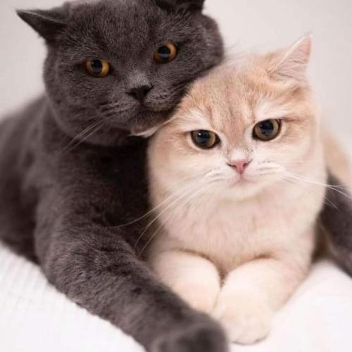 สมาชิกหมายเลข 4866421