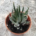 หมีอ้วนกินเก่ง