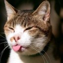 สมาชิกหมายเลข 3900428