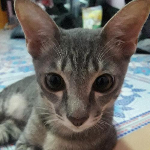 สมาชิกหมายเลข 4731698