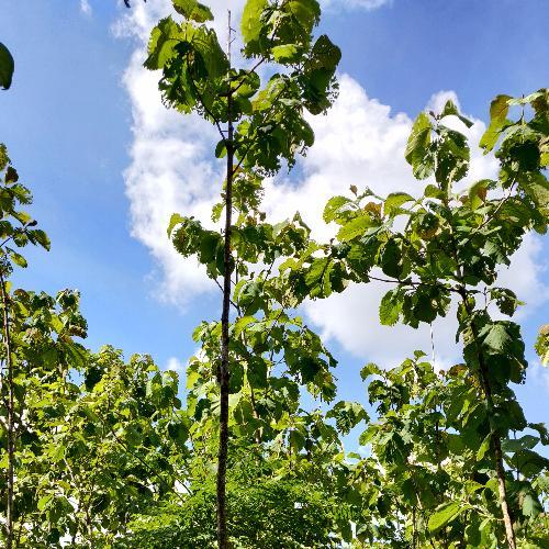 ช้อนหน้าแกง