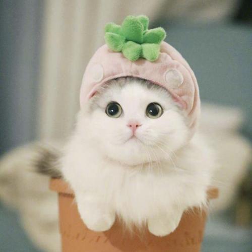 สมาชิกหมายเลข 6035198