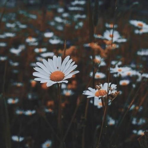 สมาชิกหมายเลข 6036592