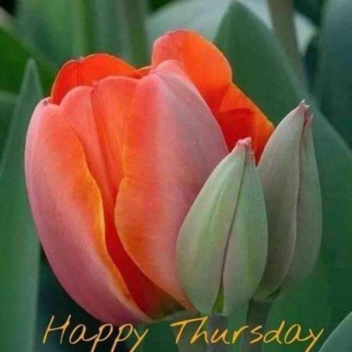 สมาชิกหมายเลข 6651516