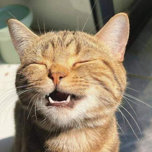 สมาชิกหมายเลข 5416381