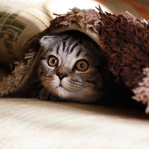 สมาชิกหมายเลข 4721565