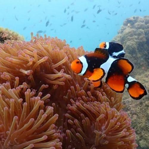 สมาชิกหมายเลข 7399281