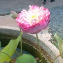 สมาชิกหมายเลข 1575903