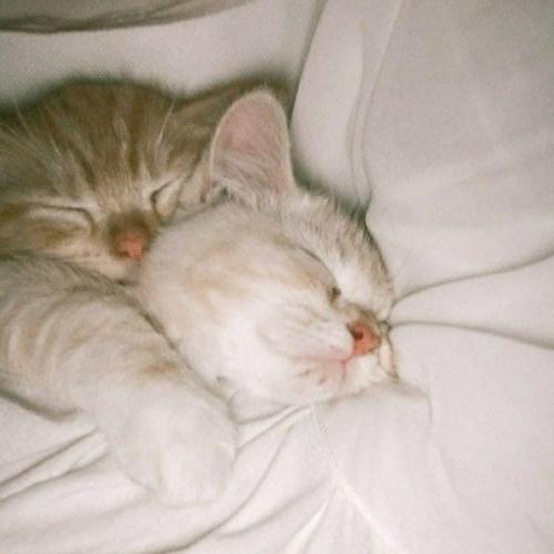 สมาชิกหมายเลข 4501654