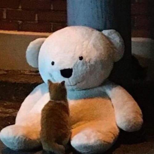 สมาชิกหมายเลข 7394047