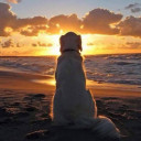 สมาชิกหมายเลข 4732286