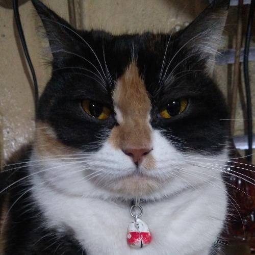 สมาชิกหมายเลข 4732567