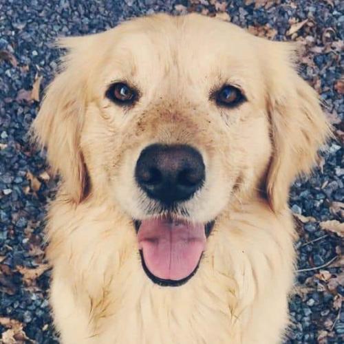 สมาชิกหมายเลข 5106184