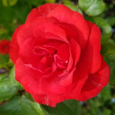 สมาชิกหมายเลข 5449935