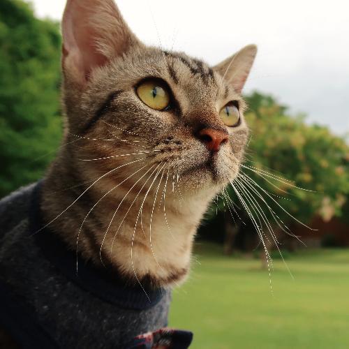 วัตถุคล้ายแมว