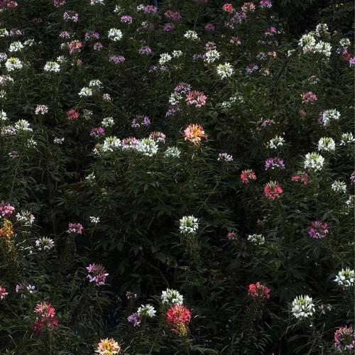 สมาชิกหมายเลข 5386497