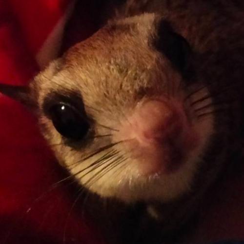 สมาชิกหมายเลข 7364094