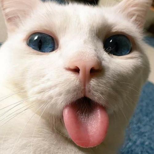 สมาชิกหมายเลข 5494699