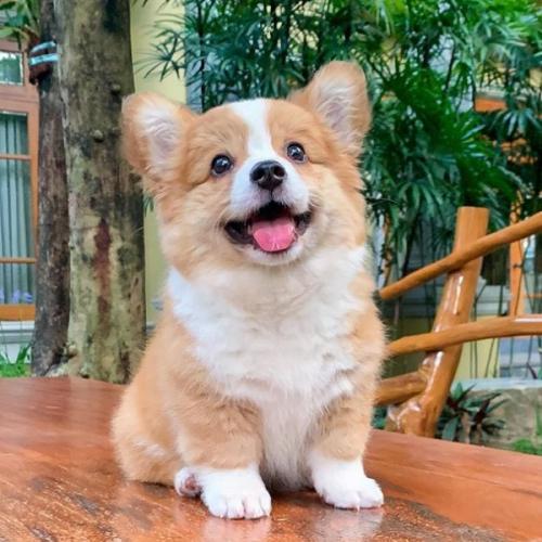 สมาชิกหมายเลข 6040340