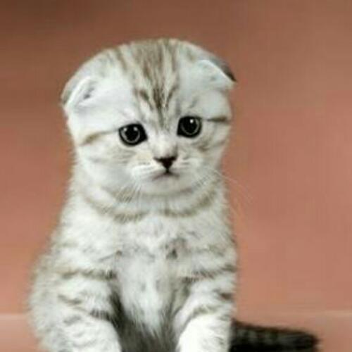 สมาชิกหมายเลข 4733739