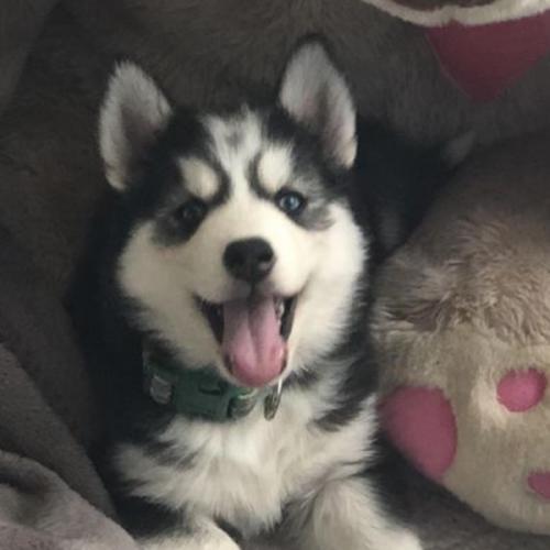 สมาชิกหมายเลข 6040609