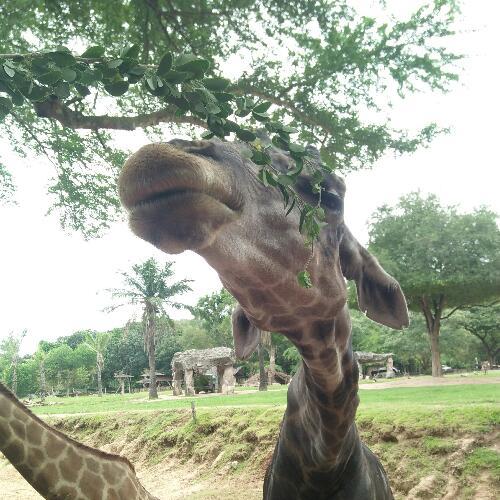 สมาชิกหมายเลข 4506075