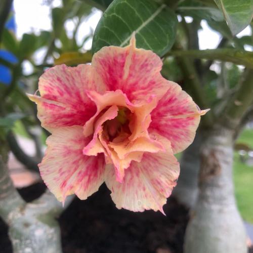 สมาชิกหมายเลข 4734143