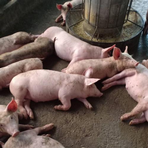 สมาชิกหมายเลข 5498460