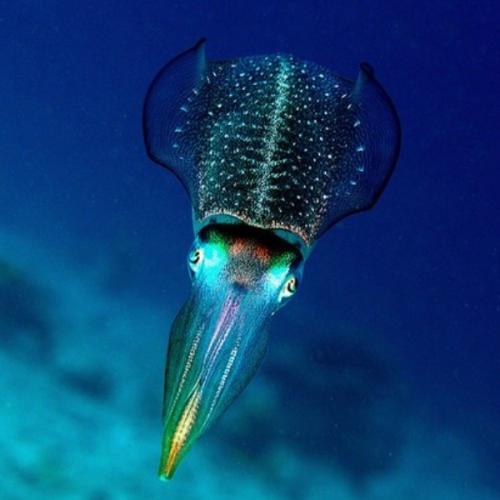 สมาชิกหมายเลข 4163344