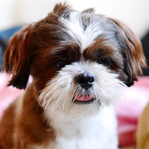 สมาชิกหมายเลข 954798