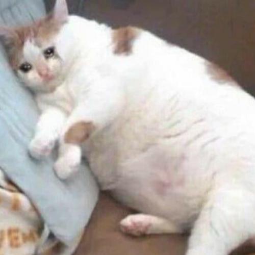 สมาชิกหมายเลข 6025686