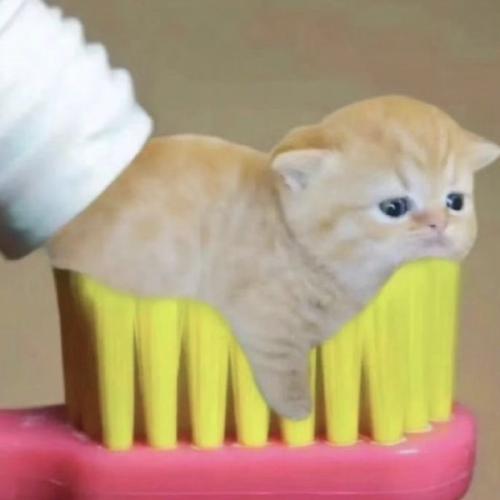 สมาชิกหมายเลข 8290725