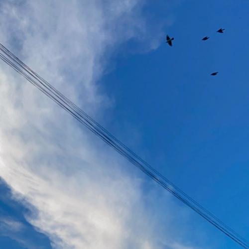 สมาชิกหมายเลข 4503179