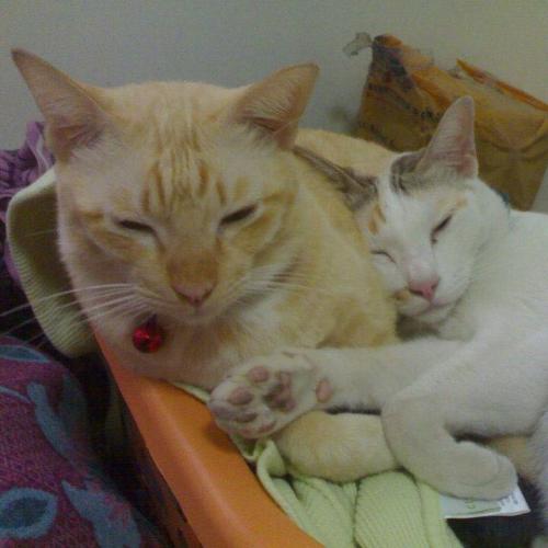 สมาชิกหมายเลข 2814682