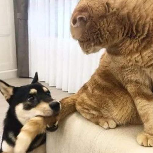 สมาชิกหมายเลข 3404525