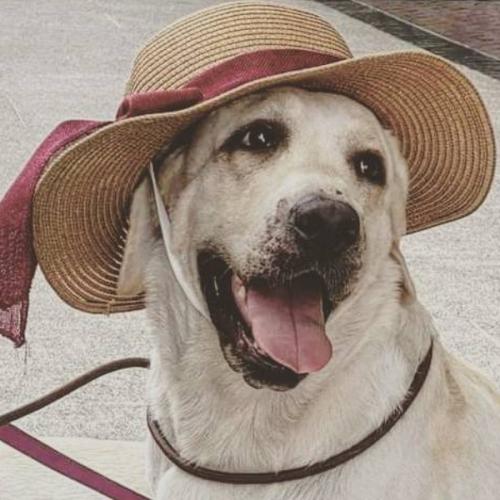 สมาชิกหมายเลข 2919585