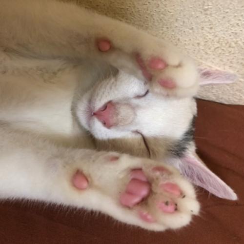 สมาชิกหมายเลข 6043338