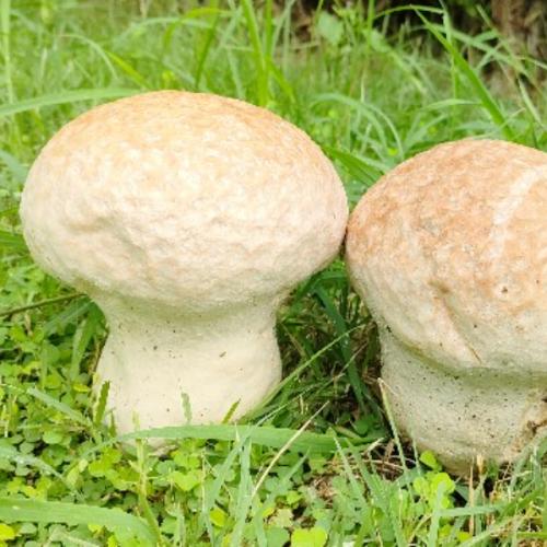 สมาชิกหมายเลข 5124347