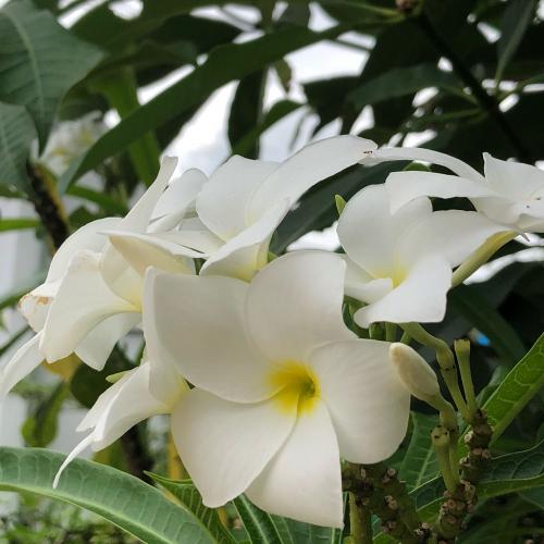 สมาชิกหมายเลข 4736662